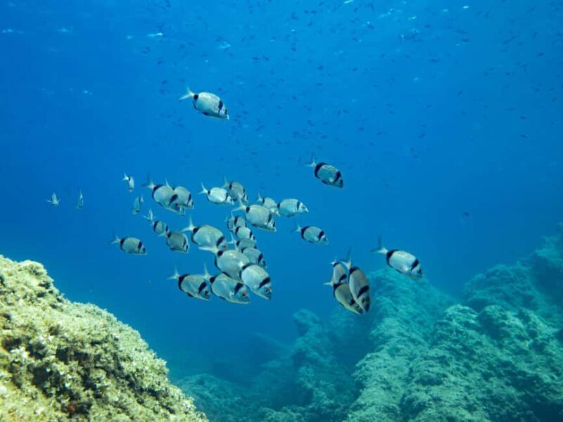 Mallorca: Adventure Diving (without a license - in the quiet off-season) - Exploring the Experience in Detail