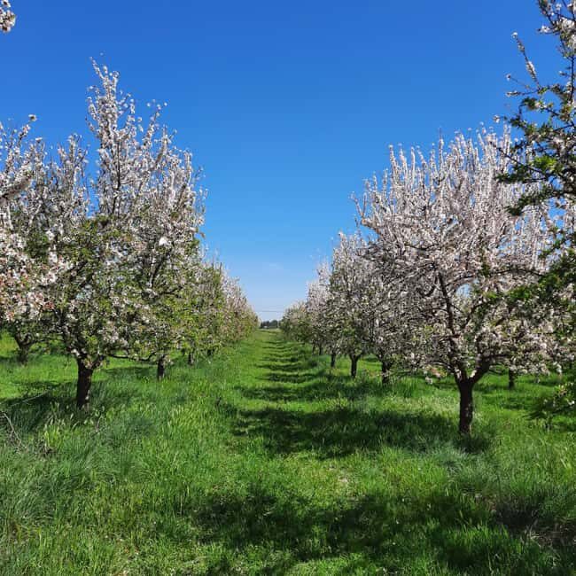 Mallorca: Almond Blossom Minivan Tour - GERMAN GUIDE - A Walk Through Mallorca’s Almond Blossom Landscape