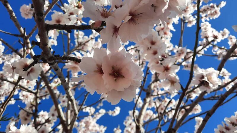 Mallorca: Almond Blossom Minivan Tour - GERMAN GUIDE - The Bottom Line: Who Should Consider This Tour?
