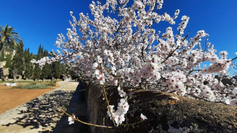 Mallorca: Almond Blossom Minivan Tour - GERMAN GUIDE - Frequently Asked Questions