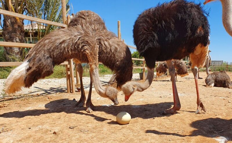 Mallorca: Artestruz - Ostrich Farm Ticket Entrance - What about the price and value?