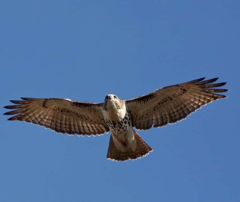 Mallorca: Boat tour to Dragonera Island + Sant Elm - Key Points
