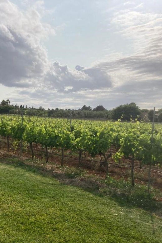 Mallorca: Bodega Butxet Vineyards & Winery Tour with Tasting - Why This Tour Is Worth Considering