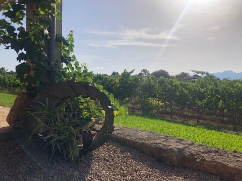 Mallorca: Bodega Butxet Vineyards & Winery Tour with Tasting - Frequently Asked Questions