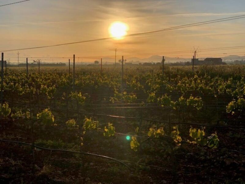 Mallorca: Bodega Butxet Vineyards & Winery Tour with Tasting - Final Verdict