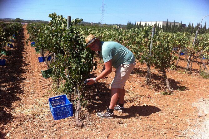Mallorca Bodega & Olive Minibus Tour incl. Pick-up South Coast - A Closer Look at the Tour Itself