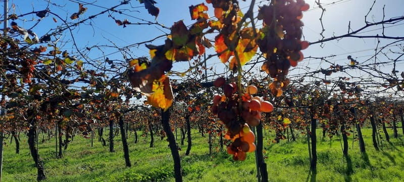 Mallorca: Bodega & Olives Minibustour with wine/oil tasting - What to Expect from the Tour