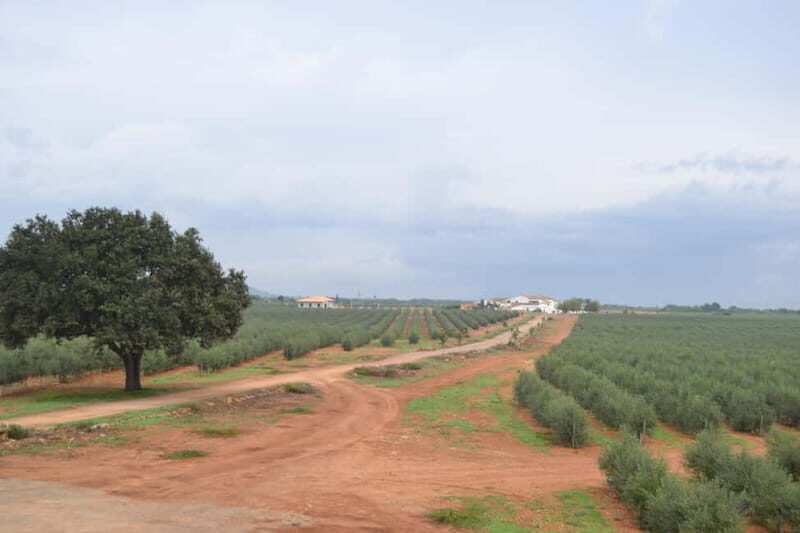 Mallorca: Bodega & Olives Minibustour with wine/oil tasting - Who Would Love This Tour?