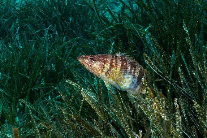 Mallorca: Discover Scuba Diving from the beach - What You Can Expect from This Experience