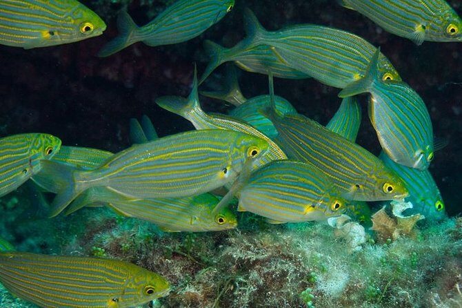 Mallorca: Discover Scuba Diving from the beach - What the Reviews Say