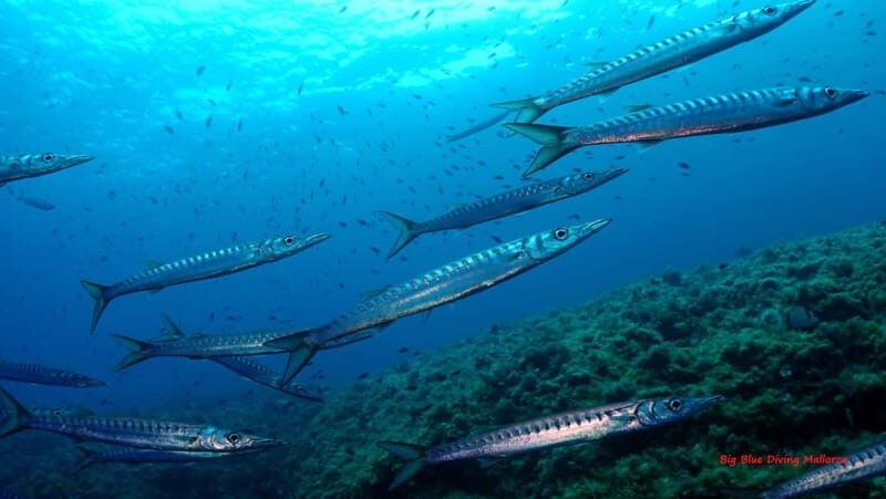 Mallorca: Discover Scuba Diving from the boat - Setting the Scene for Your Mallorca Underwater Adventure