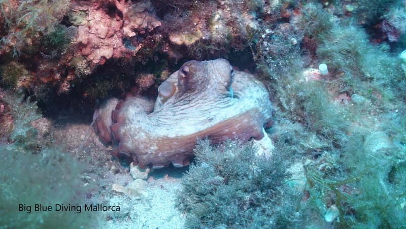 Mallorca: Discover Scuba Diving from the boat - Equipment and Insurance