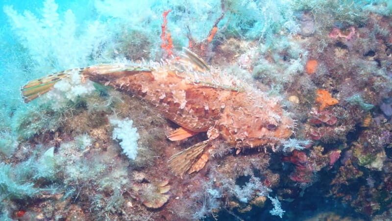 Mallorca: Discover Scuba Diving from the boat - Practical Tips for Participants