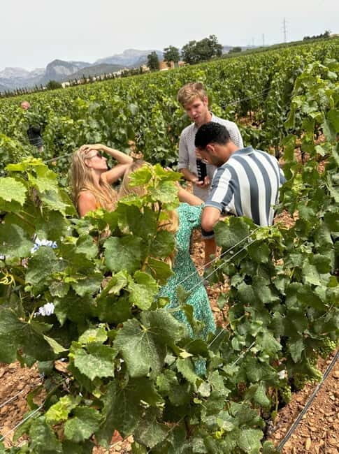 Mallorca: Exclusive wine tour with breakfast, wine tasting, and paella - Mallorca: Exclusive wine tour with breakfast, wine tasting, and paella – A Detailed Look