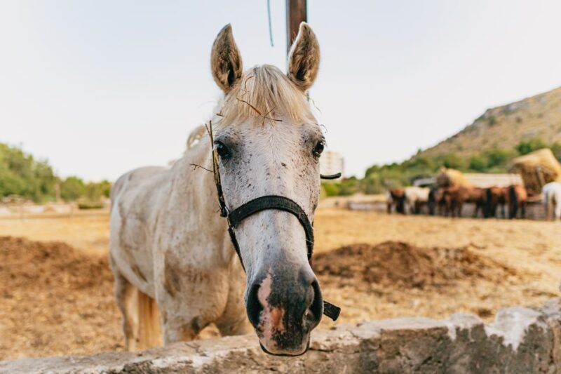 Mallorca: Horseback Riding Experience with Food Options - Who Should Book This?