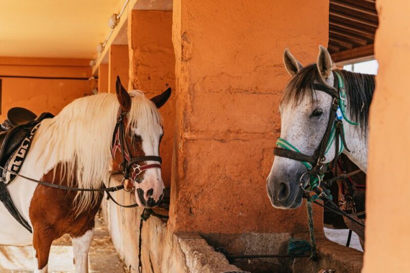 Mallorca: Horseback Riding Experience with Food Options - Final Thoughts