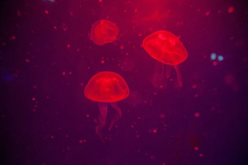 Mallorca: Palma Aquarium with Transfers, Guide & Fast Entry - Final Thoughts