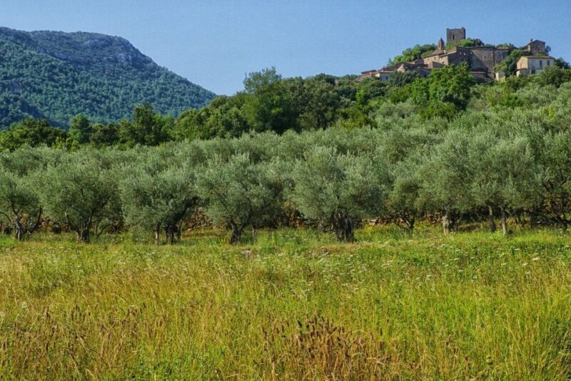 Mallorca: Premium Wine Experience, Tasting and Fine Foods - The Sum Up