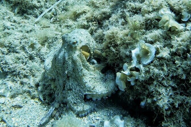 Mallorca PRIVATE Reservation*Scuba dive + photo/video - Final Thoughts