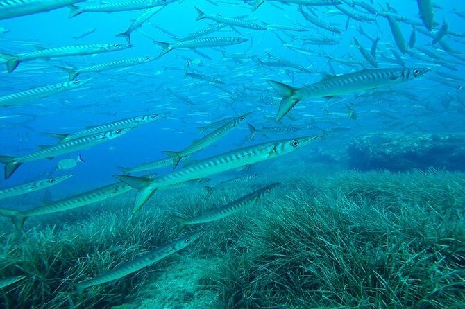 Mallorca: SSI Open Water Diver course - Who is This Course Best For?