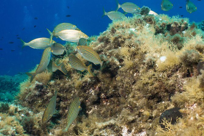 Mallorca: SSI Open Water Diver course - The Sum Up