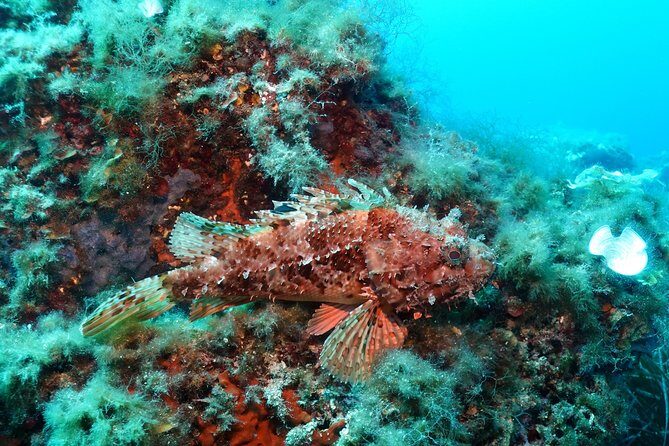 Mallorca: SSI Open Water Diver course - FAQ