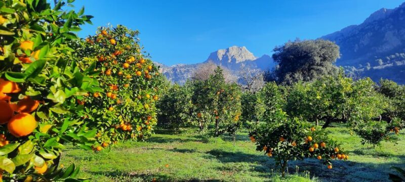 Mallorca: West Coast & Orange Valley Minbustour - Who Will Love This Tour?