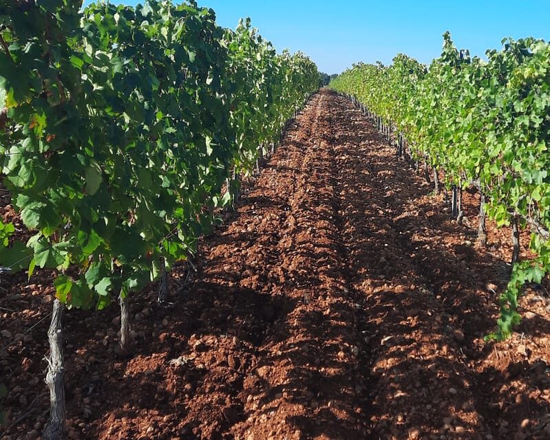 Mallorca: Wine Cellar Tour XL - including 3 Wine Tastings - Key Points