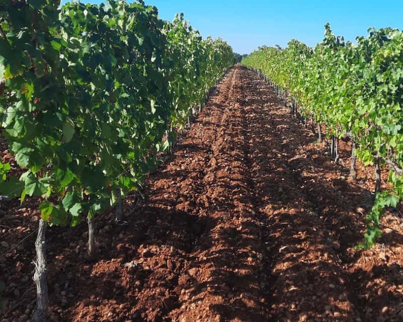 Mallorca: Wine Cellar Tour XL - including 3 Wine Tastings - FAQ