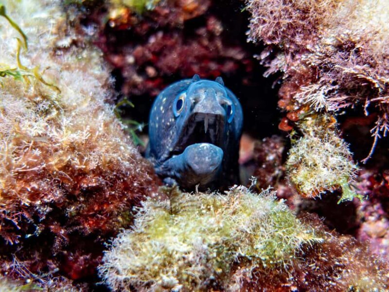 Mallorca: Winter diving adventure (for certified divers) - Who Would Love This Experience?