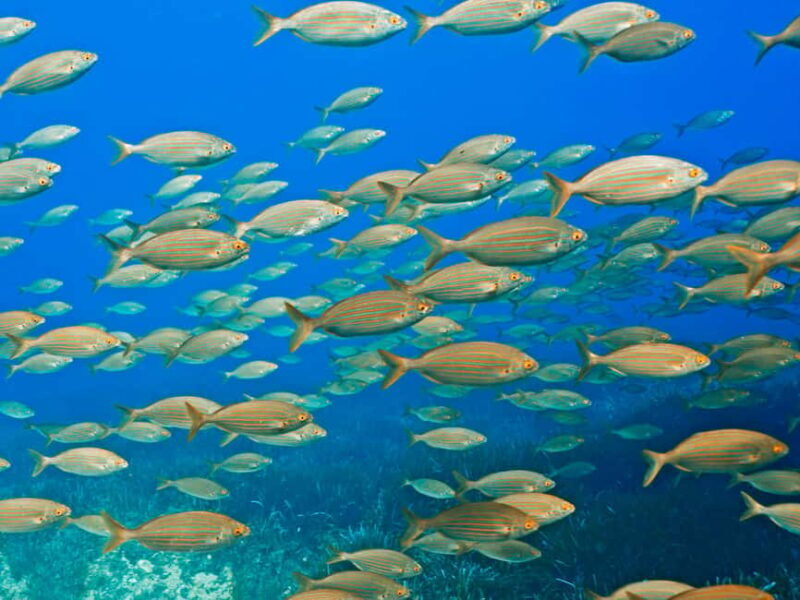 Mallorca: Winter diving adventure (for certified divers) - Final Thoughts