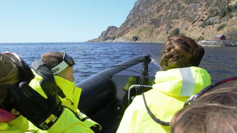 Måløy: RIB Boat Safari - Wildlife and Nature Encounters