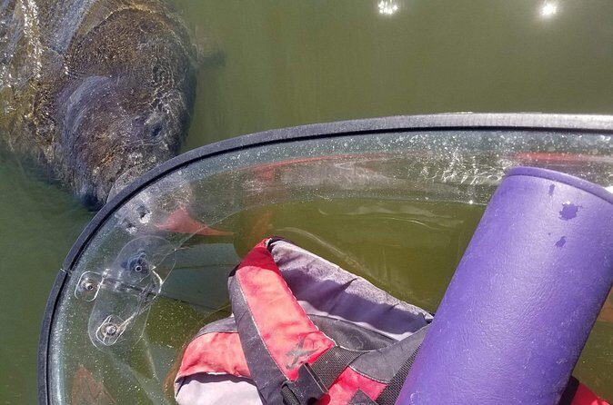 Manatee And Dolphin Tour - FAQ