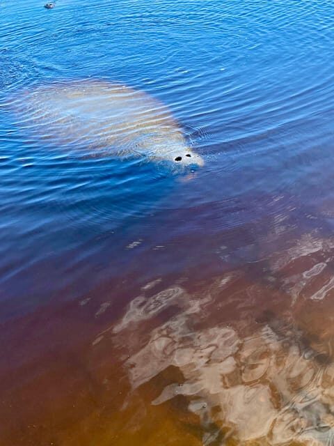Manatee and Nature Tour of Ormond Beach - What to Expect from the Manatee and Nature Tour of Ormond Beach