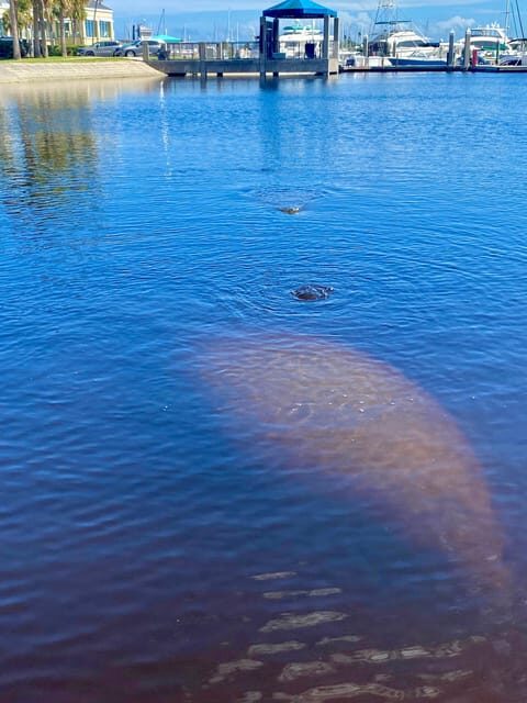 Manatee and Nature Tour of Ormond Beach - FAQ