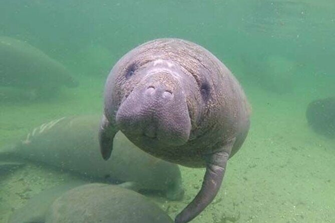 Manatee Discovery Anna Maria Island - What to Expect from Your Kayaking Adventure