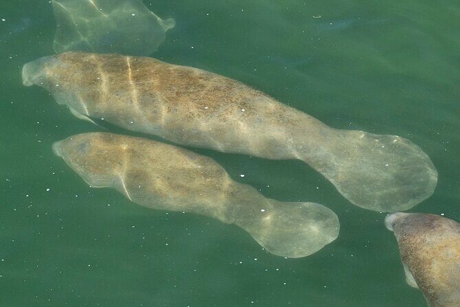 Manatee Discovery Anna Maria Island - Who Should Consider This Tour?