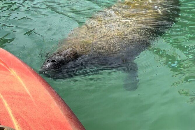 Manatee Discovery Anna Maria Island - FAQ