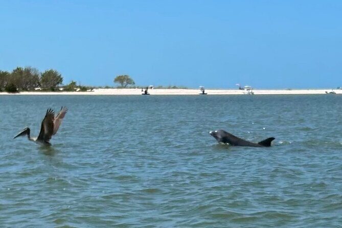Manatee, Dolphin, and 10,000 Islands Eco Beach Tour by Boat - A Deep Dive Into the Experience