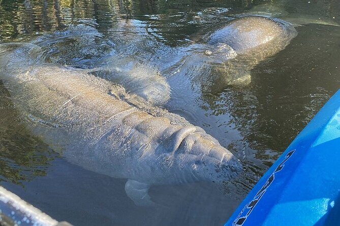 Manatee Kayak Encounter - Key Points
