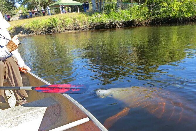 Manatee Kayak Encounter - What to Expect from the Manatee Kayak Encounter