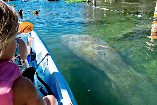 Manatee Kayak Encounter - FAQs