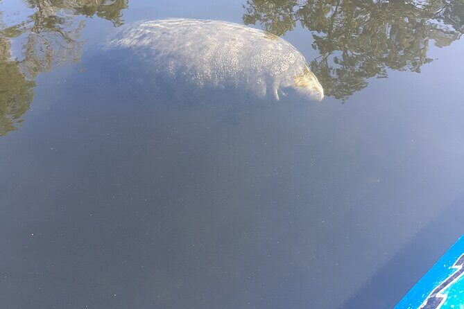 Manatee Kayak Encounter - Final Thoughts