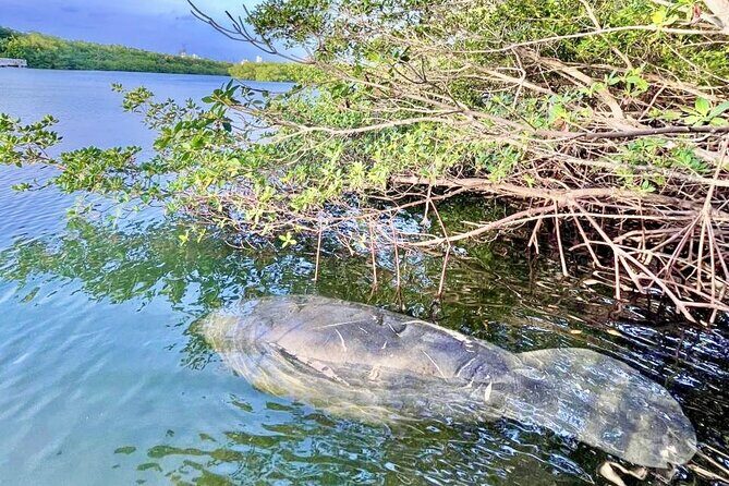 Manatee Season Guided Paddle Tour from Virginia Key - Key Points