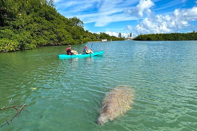 Manatee Season Guided Paddle Tour from Virginia Key - What to Expect from the Tour