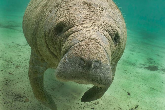 Manatee Sightseeing and Wildlife Boat Tour - Exploring the Manatee Sightseeing and Wildlife Boat Tour in Naples