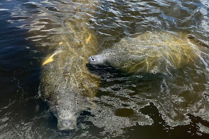 Manatee Sightseeing and Wildlife Boat Tour - Key Points
