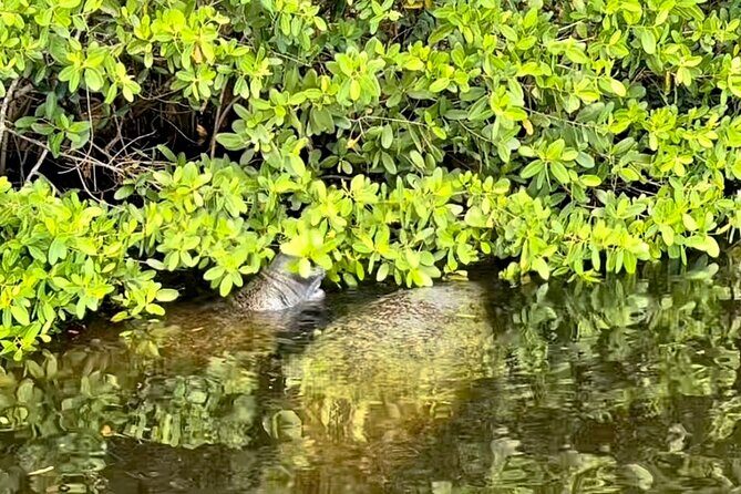 Manatee Sightseeing and Wildlife Boat Tour - Frequently Asked Questions