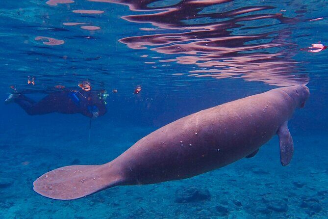 Manatee Snorkel Tour from American Pro Diving Center - Final Thoughts: Is This Tour Right for You?