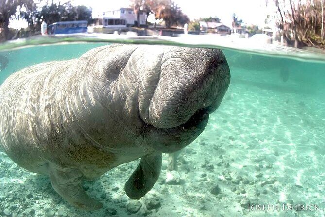 Manatee Snorkel Tour - Small Group - What to Expect from the Tour